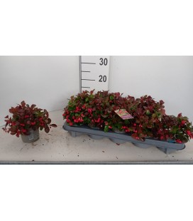 Gaulteria procumbens Ø 10.5