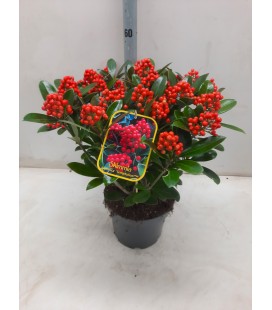 Skimmia temptation Ø 23 h 50