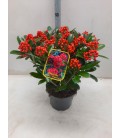 Skimmia temptation Ø 23 h 45