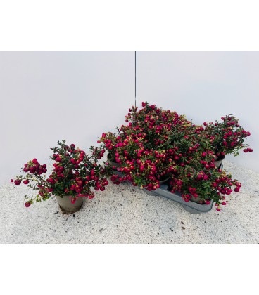 Gaulteria pot de 10.5