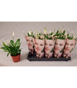 Spathy Korto Ø 12 h 30