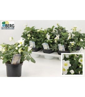 Hellebore Advent star Ø 15 h 25