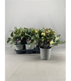 Hellebore Valeria Ø17