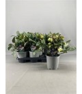 Hellebore Valeria Ø17