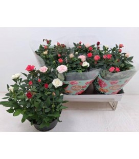 Rosier mix dans pot Ø 20