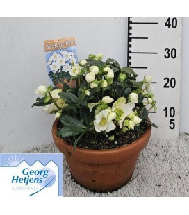 Hellebore wintergo Ø 27 h 25