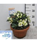 Hellebore wintergo Ø 27 h 40
