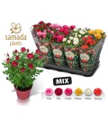 Rosier Samadapl mix Ø 12