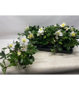 Hellebore Niger pot de 12