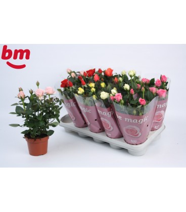 Rosier Monde pot de 12 par 10