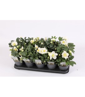 Hellebore Chr Carol pot 12