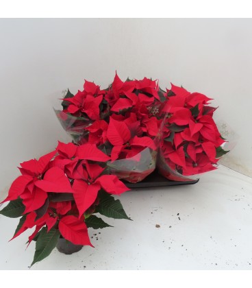 poinsettia pot de 13 red