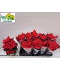 Poinsettia Univers Ø 10.5