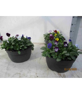 Pensée cornuta coupe Ø 26