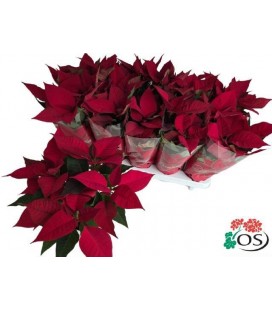 Poinsettia Mars Ø 11