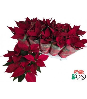 Poinsettia Mars Ø 11