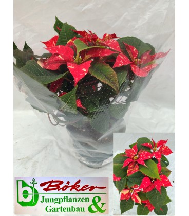 Poinsetia Mélange Pot de 17