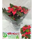 Poinsetia Mélange Pot de 17