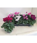 Cyclamen Macaron 10.5