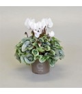 Cyclamen Mini Pot de 11 Picasso