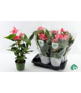 Anthurium Maine pot de 17