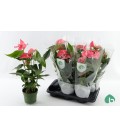 Anthurium Maine pot de 17