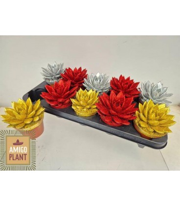 Echeveria Miranda  Pot de 10.5