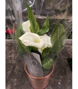 Calla Fresco Ø 12
