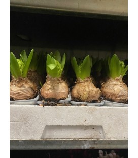 Jacinthe Blanche Ø 08 Gros bulbe 