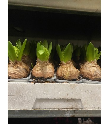 Jacinthe Blanche Ø 08 Gros bulbe 