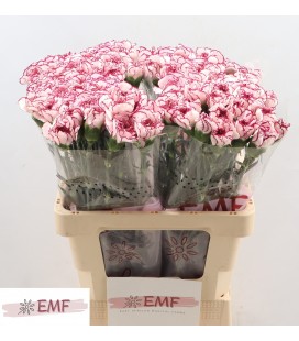 Oeillet Damascus x 20