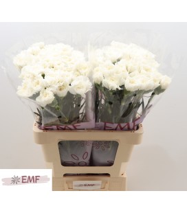 Oeillet Everest x 20