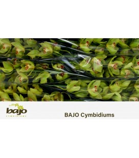 Cymbidium Mrs Maxima 70 cm