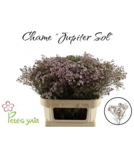 Wax Jupiter sol 80 cm