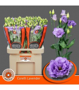 Lisianthus Corelli Lavender