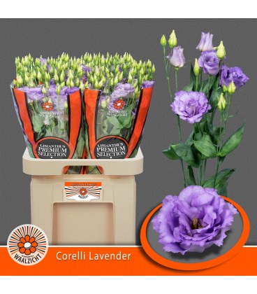 Lisianthus Corelli Lavender