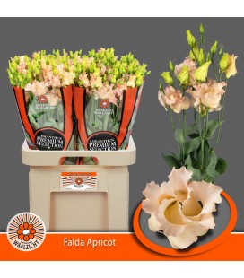Lisianthus Falda Apricot