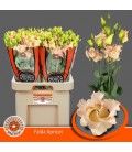 Lisianthus Falda Apricot