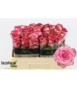 Rose Barracuda 50 cm