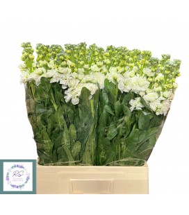 Giroflée Iron White 70 cm