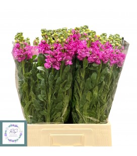 Giroflée iron Deep pink 70 cm