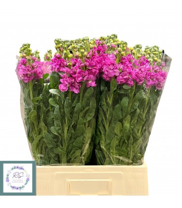 Giroflée iron Deep pink 70 cm