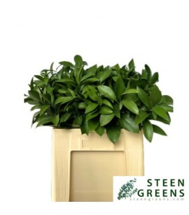 Ruscus Hypophyllum 50 cm