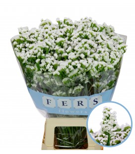 Statice White Star Wings 60 cm