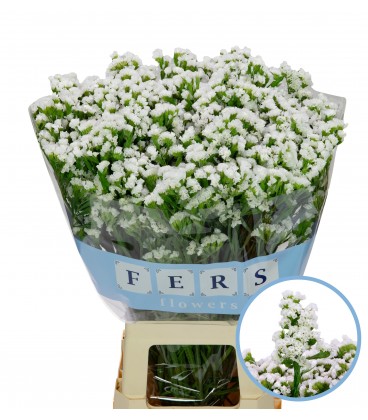 Statice White Star Wings 70cm