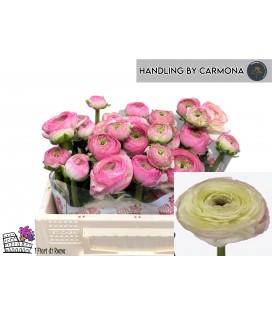 Renoncule Felicidade