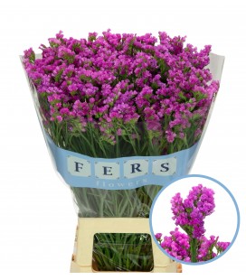 Statice Raspb Wings 80 cm