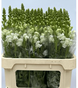 Muflier Nantes White x 10