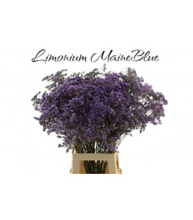 Limonium maine Blue 70 cm