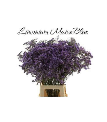 Limonium maine Blue 80 cm